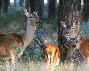 Private Donana National Park and El Rocío: 4x4 Guided Day Tour from Seville