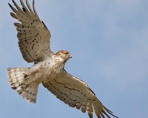 8-Day Private Tour Birds of Alentejo and Sierra Morena