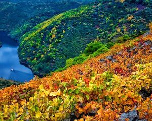 Discovering the Beauty of Ribeira Sacra: A Private Tour