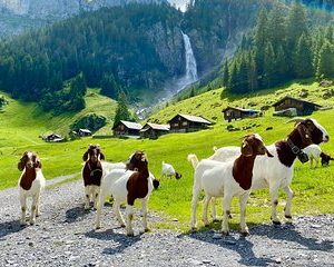 From Zurich: The most beautiful insider spots in Switzerland (private 1-day tour)