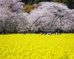 1-Day Private Bus Tour around Cherry Blossoms in Northern Kyushu