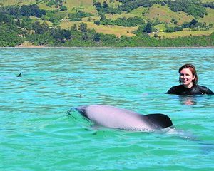 Akaroa Swim with Dolphins Tour from Christchurch