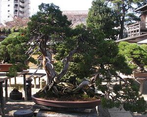 Bonsai and Washi Museum visit in Tokyo