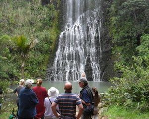 Coast and Rainforest Eco-Tour from Auckland with Lunch