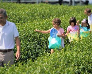 Family picnic in a Tea Field