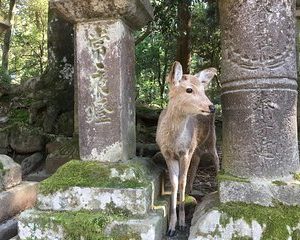 Full-Day Private Guided Tour to Nara Temples