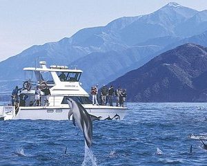 Kaikoura Swim with Dolphins Tour from Christchurch