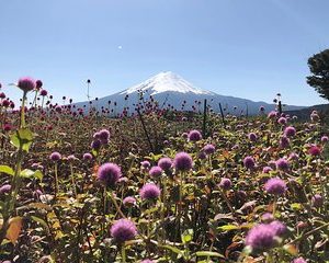 Mt Fuji Day Tour with Kawaguchiko Lake and Gotemba Outlet