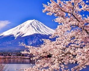 Mt. Fuji Cherry Blossom One Day Tour From Tokyo