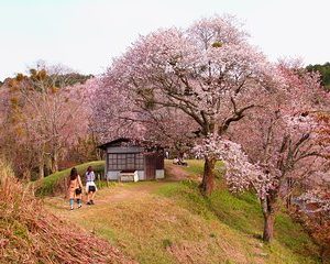 Nara Day Trip from Kyoto with a Local: Private & Personalized