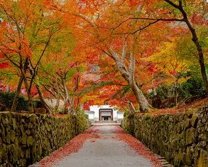 Private Monk and Zazen Experience Tour in Kyoto Temples