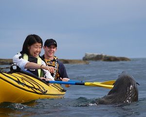 Private Wildlife Kayaking Tour - Kaikoura