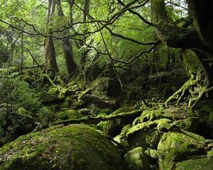 Shiratani-Unsuikyo Trekking Tour in Yakushima Island