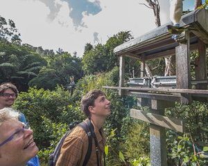 Small Group Daytime 2-Hour Eco Wildlife Tour at Zealandia