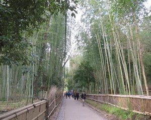 Visit the Lushan area (on foot, by tram)