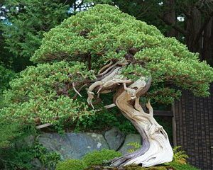 44th Japan Bonsai Taikan Exhibition