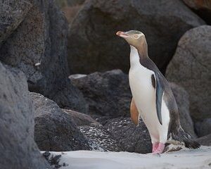 Clearwater Wildlife - Small Guided Tours (10 max) Otago Peninsula