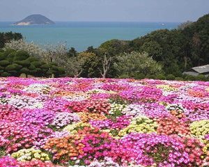 Colors of Japan, Fukuoka Nokonoshima Island Park & Wagyu BBQ