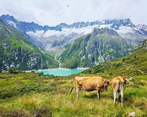 Full-Day Hiking Swiss Alps and Lake Lucerne with Pick-up