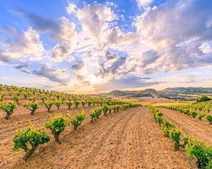 Full-Day Private Ribera del Duero Wine Tour from Madrid