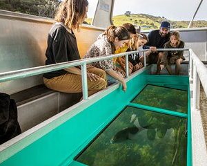 Glass Bottom Boat Tour