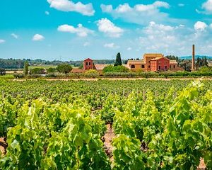 Half-Day Private Penedes Wine Tour Experience from Barcelona