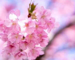 Kawazu Cherry Blossom Sightseeing Tour