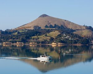 Otago Harbour Wildlife Cruise (Dunedin Shore Excursion)