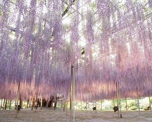 Seasonal colors at Ashikaga Flower Park from Karuizawa