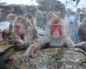 Snow Monkey Park Private Tour from Tokyo with licensed guide