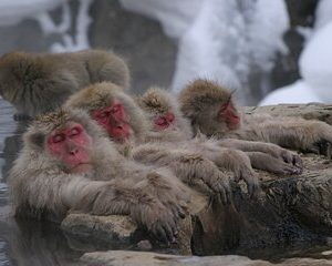 Snow Monkey Park & Miso Production Day Tour from Tokyo or Nagano