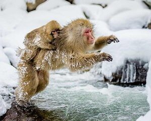 Snow Monkey Park & Zenkoji Temple Nagano Pvt. Full Day Tour.