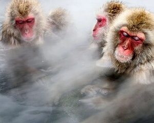 Snow monkeys from Tokyo: Full-Day Private trip with Local Guide