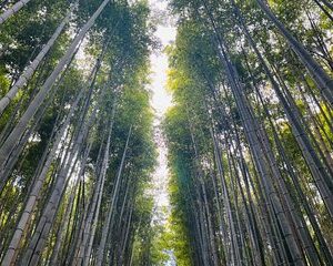 Traversing Kyoto's Scenic West - Arashiyama to Kinkakuji