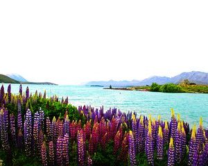 Christchurch: Explore 2 days Mt Cook and Lake Tekapo Stargazing