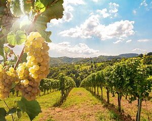 Private Wine Tour in the Tuscan Countryside from Florence