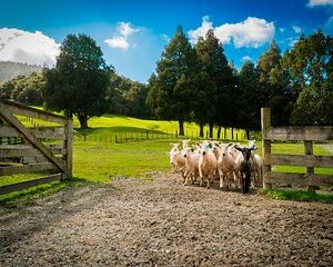 Sheep Shearing and Auckland City Highlights Tour with Lunch